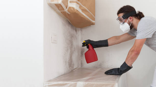 Professional Basement Mold Remediation technician working in Lake Mary, FL